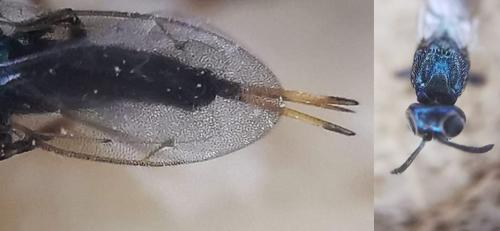Eupelmus sp.